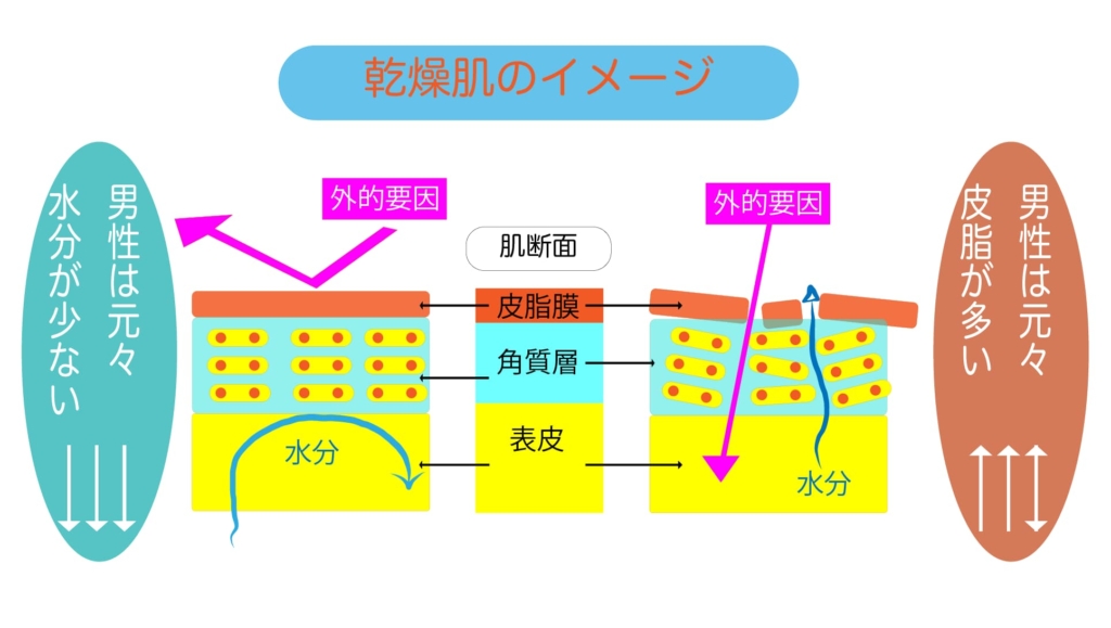 乾燥肌のイメージ